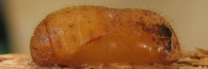 Pupae